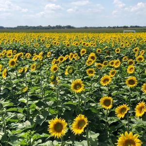 Meet your Posher, Sarina